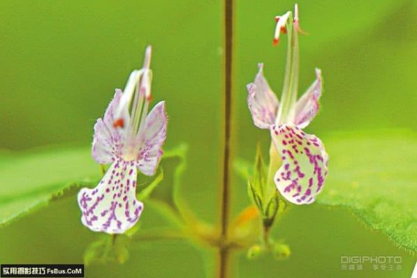 怎样把花草拍得楚楚动人？简单4招花卉摄影用光技巧