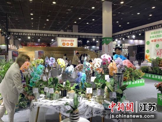 中花大会展览现场。孙权 摄