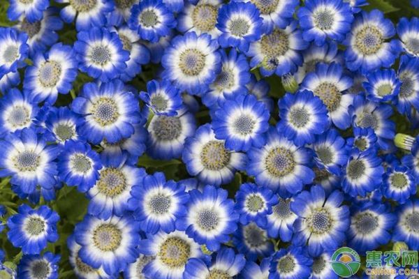 适合春季种植的4种花卉品种