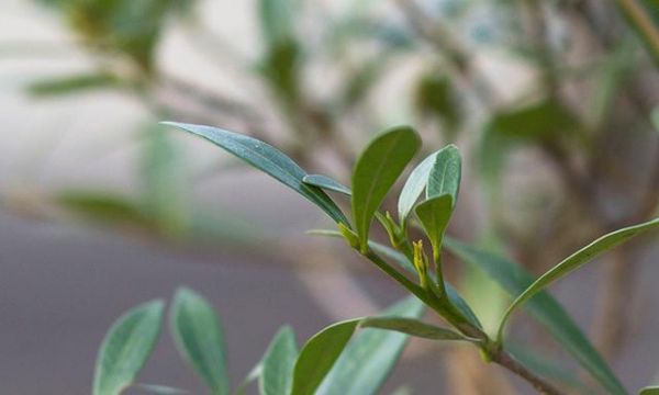 为什么说栀子花进入春季花后要整形修剪，有图为证，新手必学！