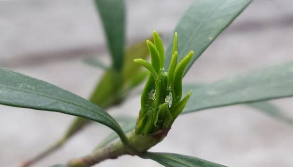 为什么说栀子花进入春季花后要整形修剪，有图为证，新手必学！