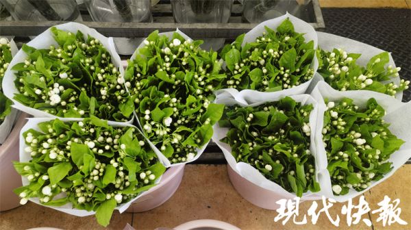 5月“花神”芍药俏销，茉莉花、栀子花也已陆续上市4