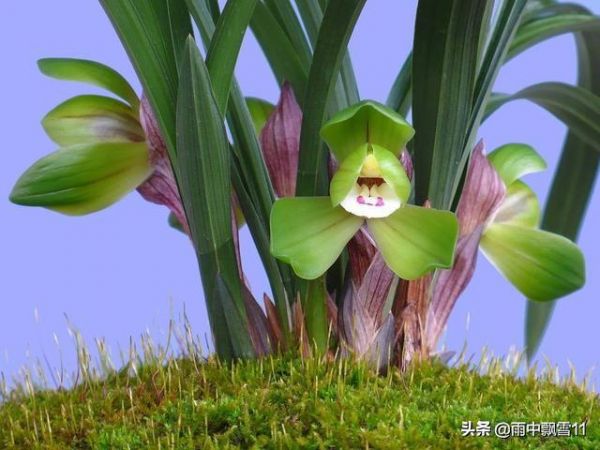 阳台养兰花，上盆做好5步骤，兰花发芽长得壮，年年开花香