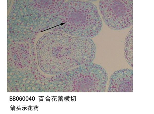 百合花蕾横切