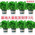 180绿萝盆栽花卉绿植批发吊兰长藤绿箩小盆栽室内桌面水培植物