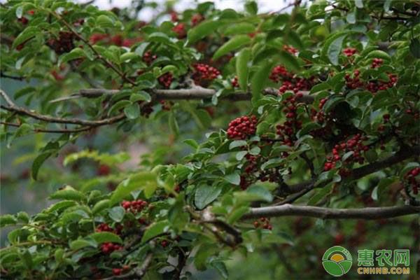 花椒种子怎样育苗？-图片版权归惠农网所有