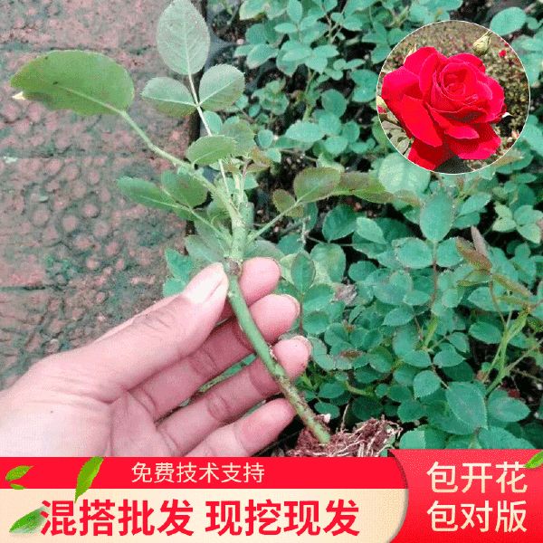 墨红玫瑰苗 食用玫瑰花苗 扦插玫瑰 花卉种苗