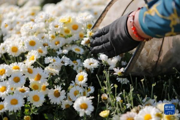 江苏射阳：农文旅融合 做强菊花经济