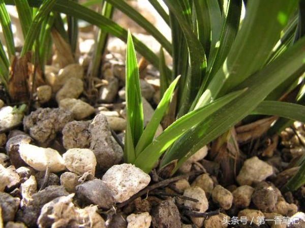 「养兰实战经验」兰花栽培仿原生态试验（三）