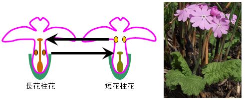 図2．二型花柱性の模式図（左）とサクラソウ（右）