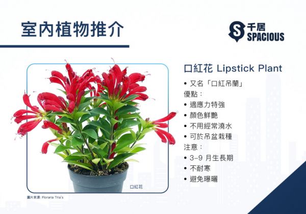 室內植物-口紅花-Lipstick plant