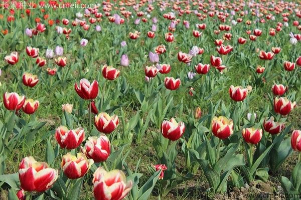 郁金香开花图片