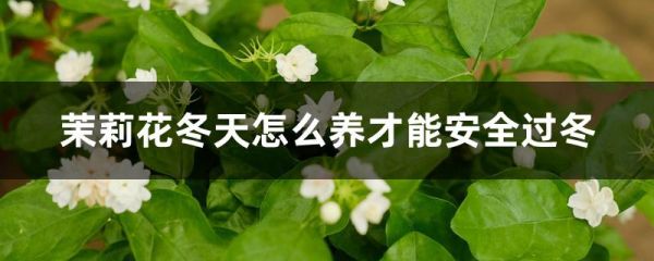 茉莉花冬天怎么养才能安全过冬