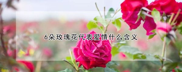 6朵玫瑰花代表爱情什么含义