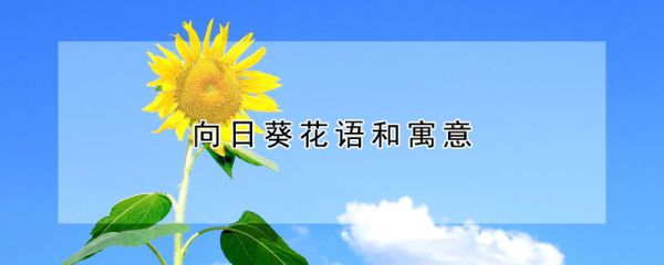 向日葵花语和寓意