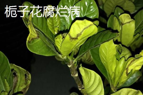 常见的栀子花病虫害及防治方法，需对症下药