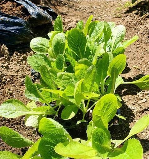 大白菜种植的时间和生长周期详解（春、夏、秋、冬四季大白菜种植）