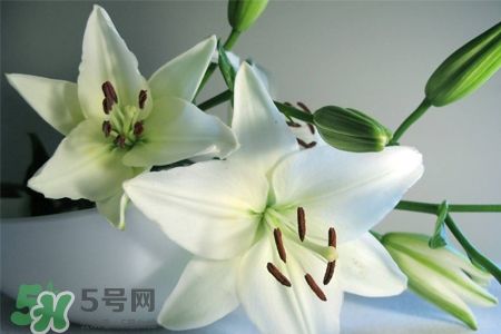 百合花多久浇一次水？百合花多长时间浇水？