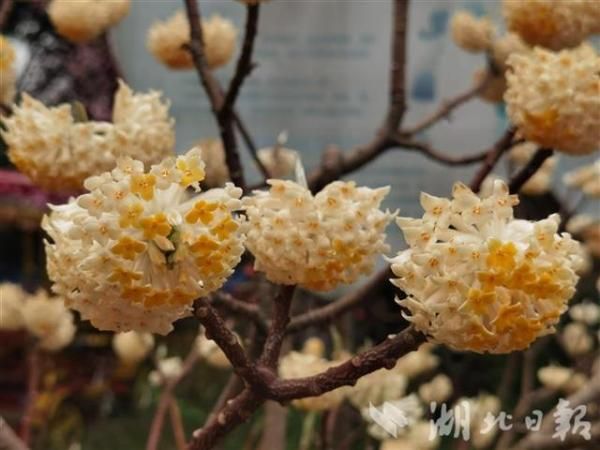 朵朵花儿踏春来 植物学者教你认花