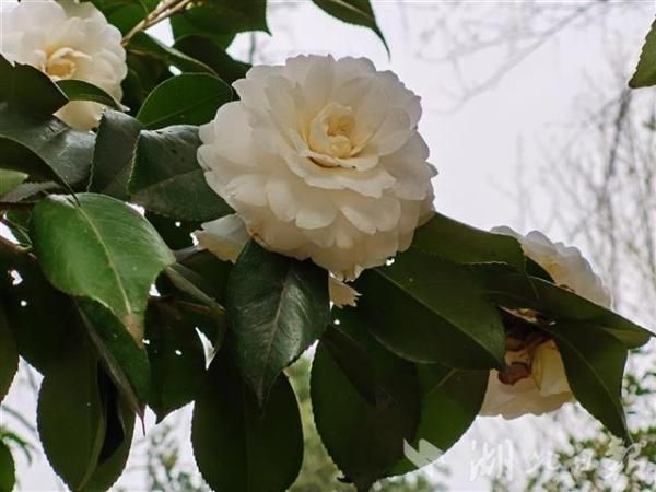 朵朵花儿踏春来 植物学者教你认花