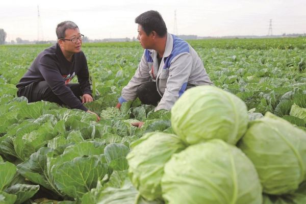 李强（左）向小陈府村村民李洪波了解今年甘蓝生长情况。 记者 刘大民 摄