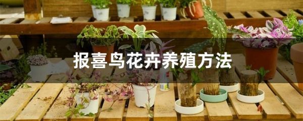 报喜鸟花卉养殖方法