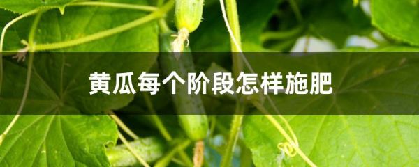 黄瓜每个阶段怎样施肥