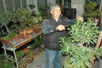 老人爱盆景家中成“植物园”