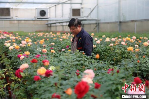 太原市晋源区的花卉产业园。　崔莉霞 摄