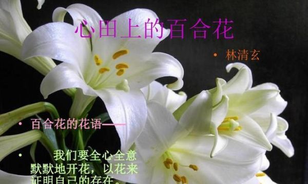 百合花的种类及特点（从鲜花到药材，百合花的用途广泛）