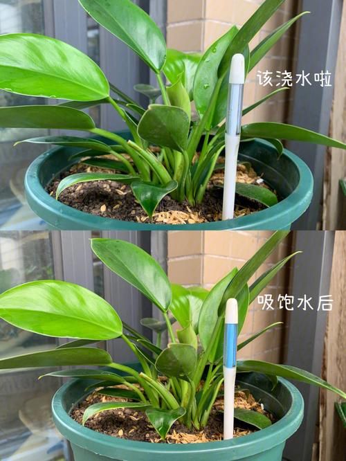 花浇水的功效和作用：100种常见花卉浇水方法