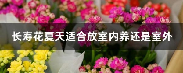 长寿花夏天适合放室内养还是室外