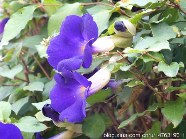 硬枝老鸭嘴 花卉欣赏