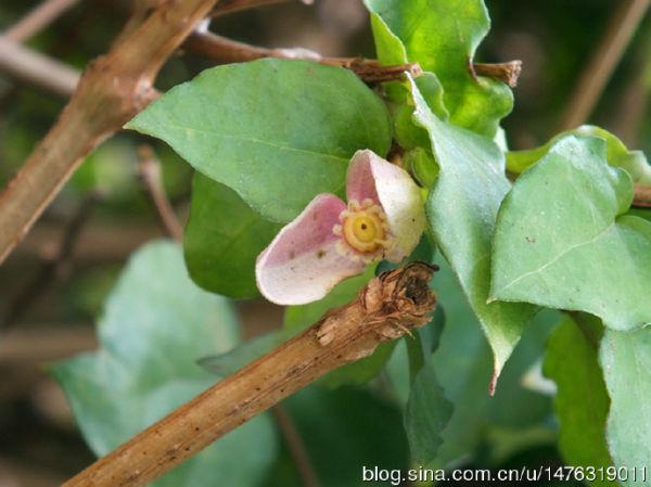 硬枝老鸭嘴 花卉欣赏