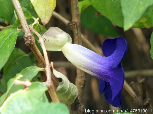 硬枝老鸭嘴 花卉欣赏