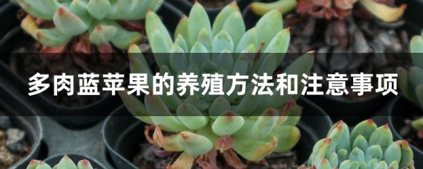 多肉蓝苹果的养殖方法和注意事项