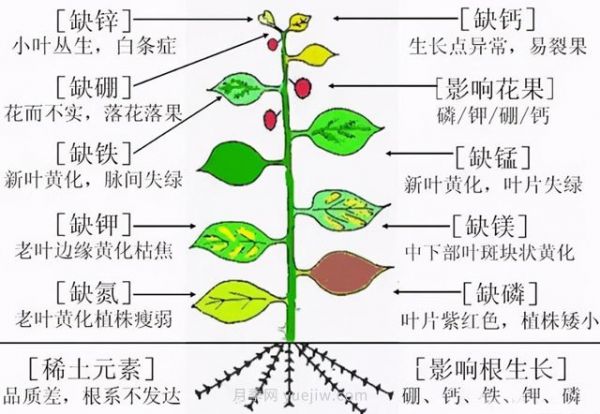 月季植物缺素有哪些现象(图1)