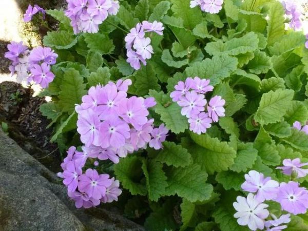 常见草本植物有哪些（盘点10个常见的草本植物）