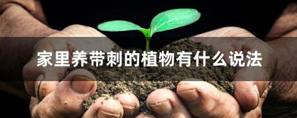 家里养带刺的植物有什么说法