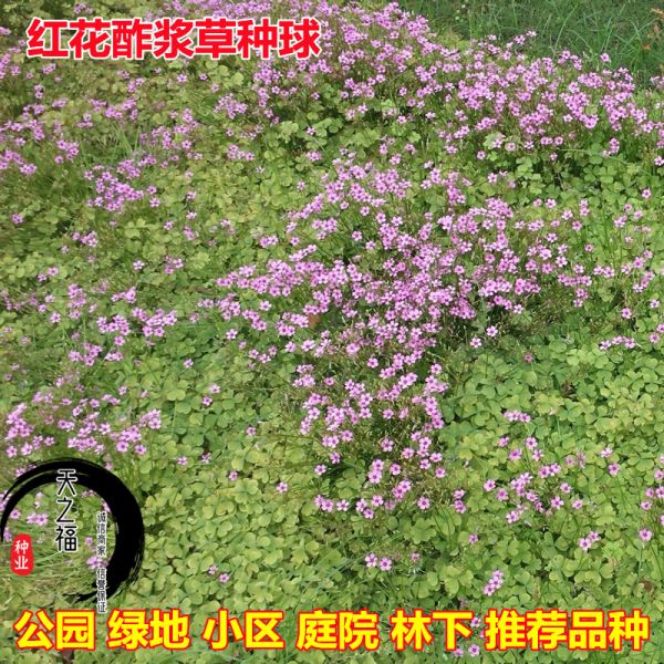 百日草花卉案例-盐城百日草花卉产地批发