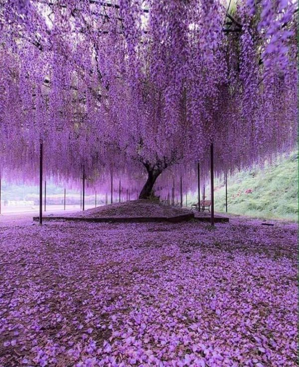 日本进口紫藤花日系藤曼植物