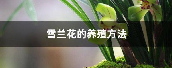 雪兰花的养殖方法