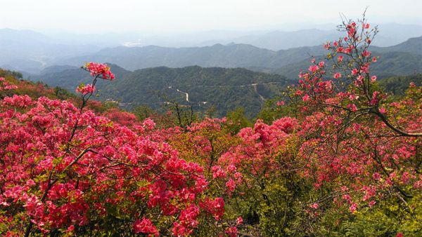 杜鹃花的花语是什么？杜鹃花的寓意和象征