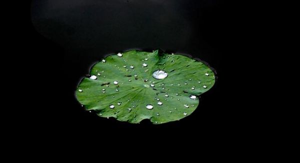 简单搞定黑色背景的荷花（花卉）照片