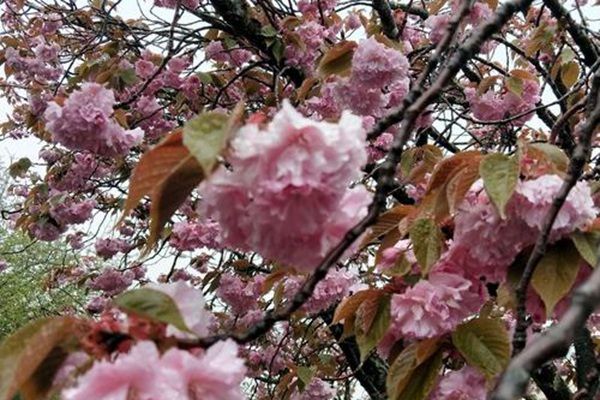 紫樱花花语象征与寓意(紫樱花花语)