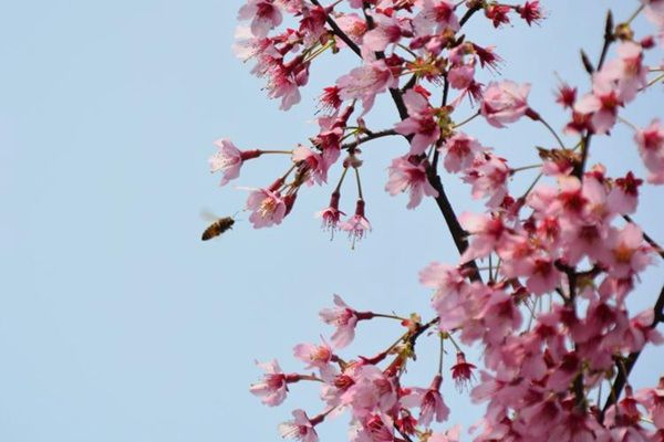 紫樱花花语象征与寓意(紫樱花花语)