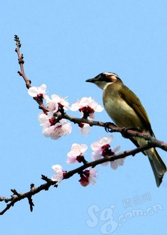 春醒凤凰岭赏杏花