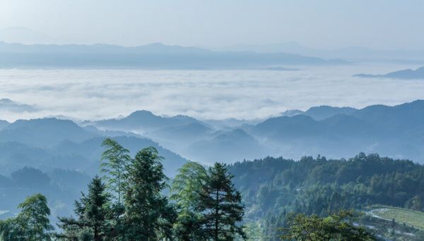 国庆花又叫什么花，国庆花别名叫什么花呢