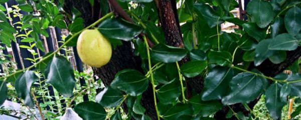 家庭院子果树种植禁忌