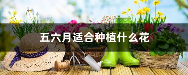 五六月适合种植什么花